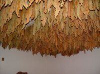 Tobacco on Ceiling Curing.jpg