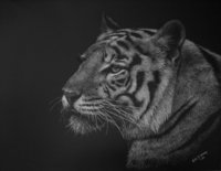 Tiger 29 May.jpg