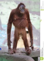 Orangutang.png