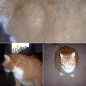 Some of the Fat Cat