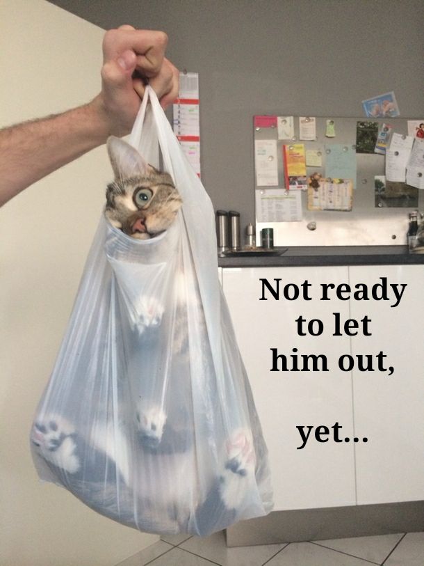Cat in the bag.jpg