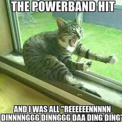 cat powerband.jpg