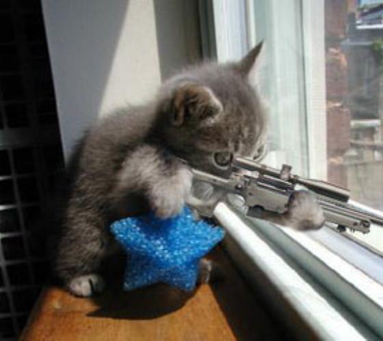 cat-shootingr.jpg