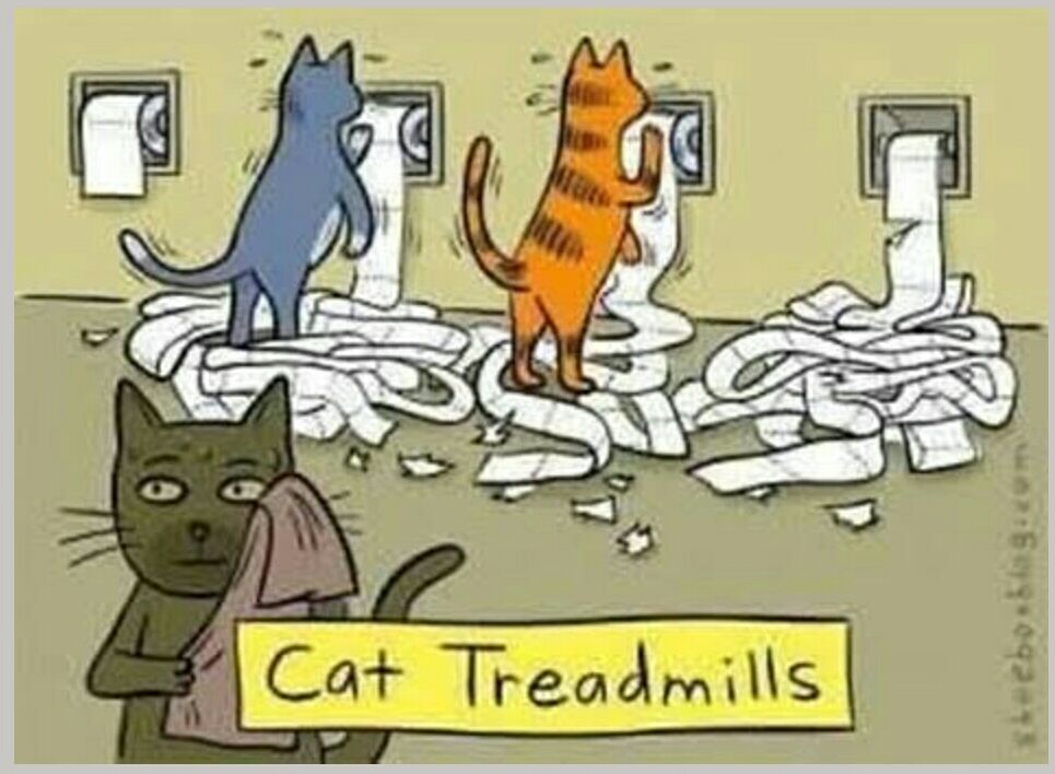 CatTreadmill.jpg
