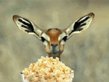 Deer-chewing-popcorn.GIF