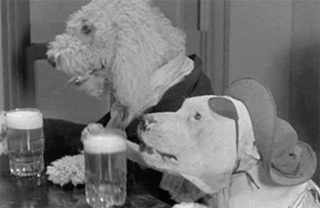 dogs drinking beer.gif