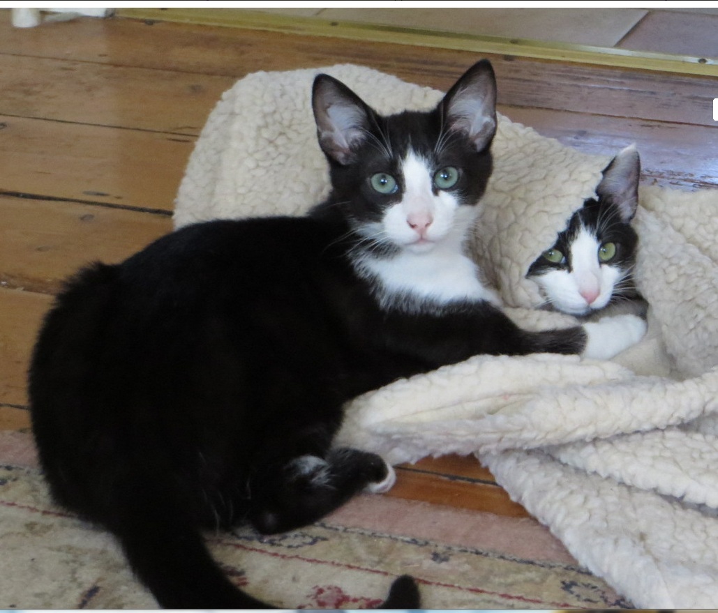 hallie & gerry sams cats.jpg