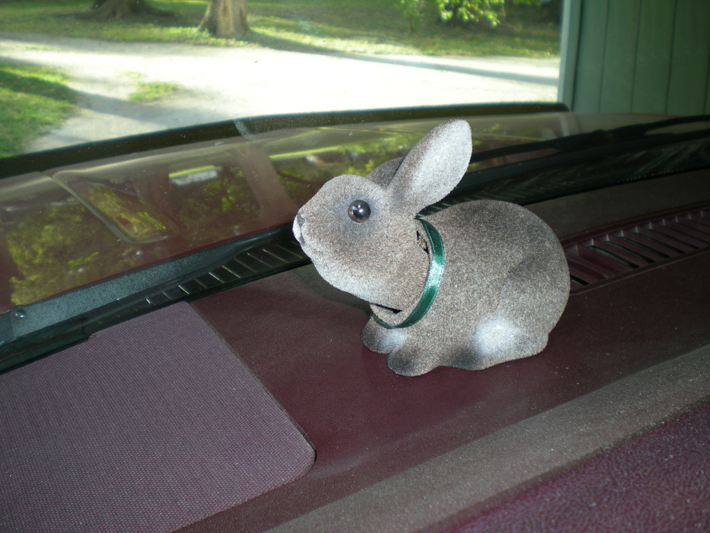 rabbit 001.JPG