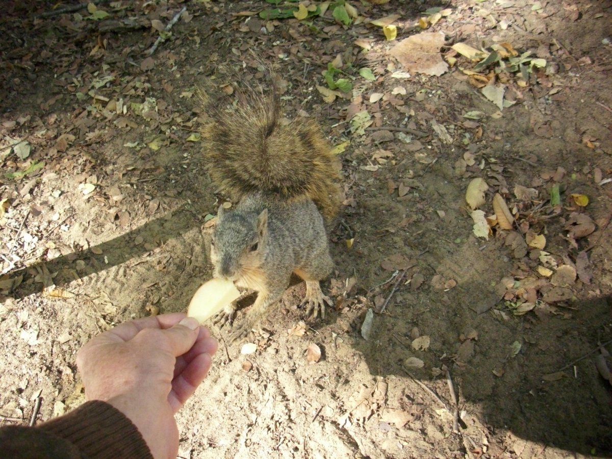 tx squirl eating apple.jpg