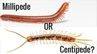 Millipede-vs-centipede.jpg