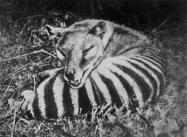 thylacine-8.jpg