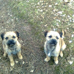 My border terriers out in the woods,hopefully a rabbit for supper