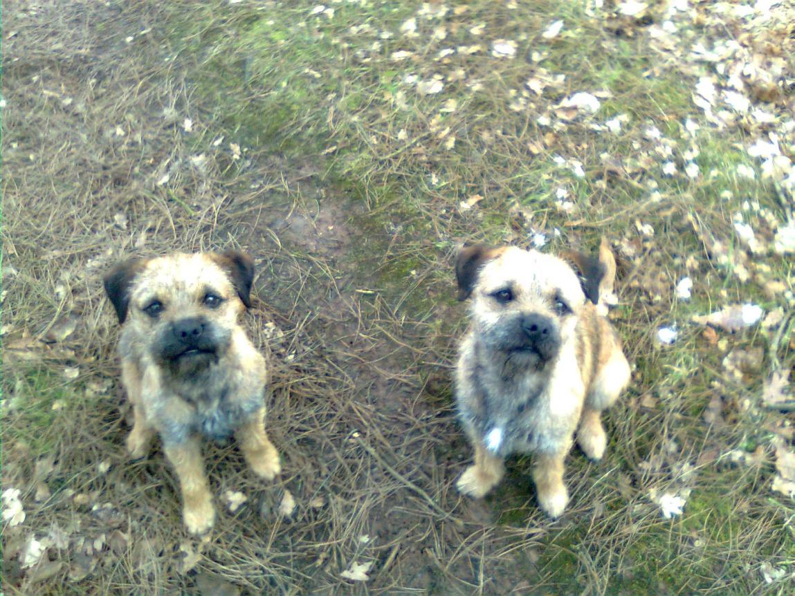 My border terriers out in the woods,hopefully a rabbit for supper